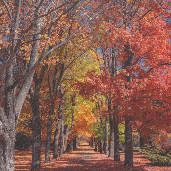 5 Beautiful Parks For Autumn Running
