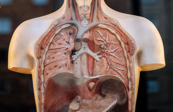 How Do the Lungs Respond to Exercise?