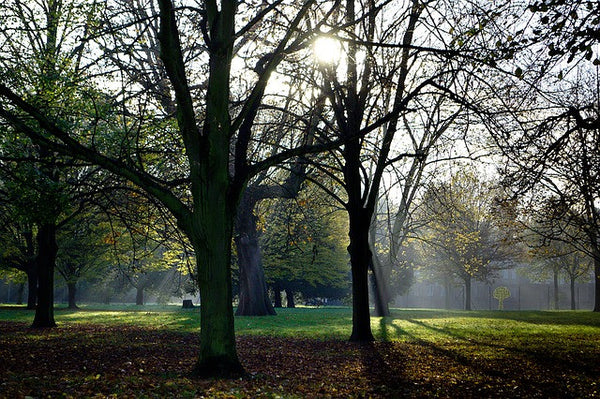The Best Walks in the City