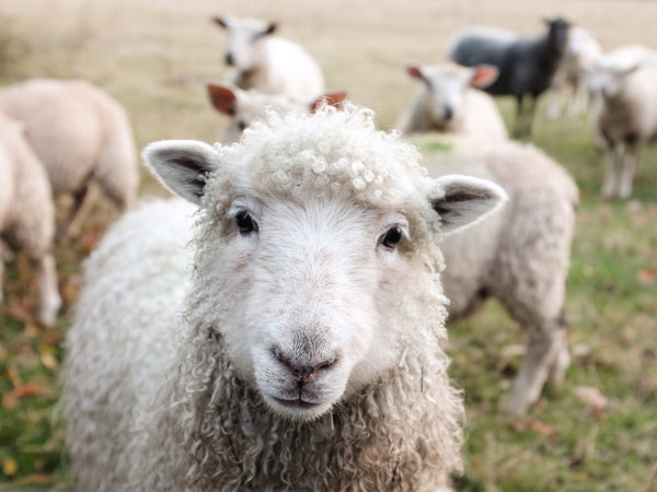 Top Tips For Surviving Veganuary