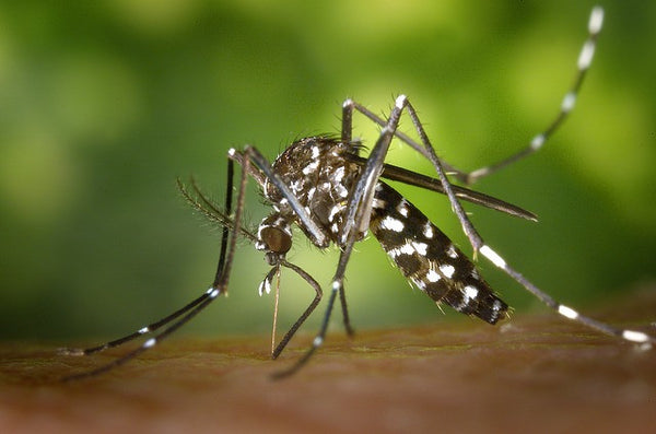 Winter Sun: What Do You Need to Know About Zika?